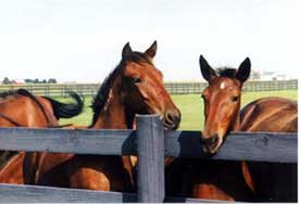 Horses at a fence