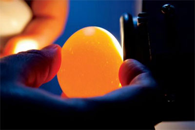Egg being inspected through light